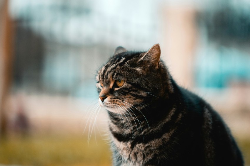 short fur gray cat sQlAe