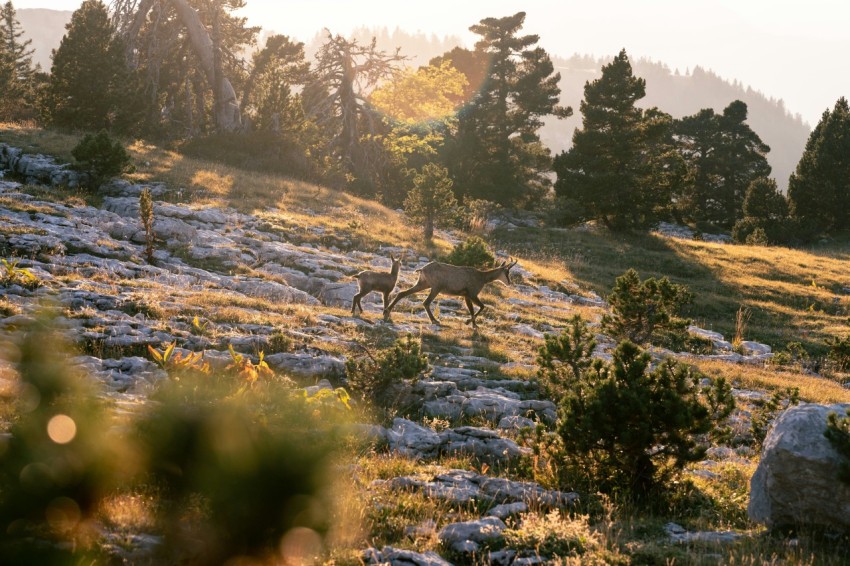 a couple of deer walking across a grass covered hillside o