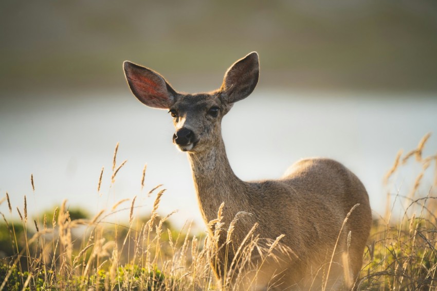 a deer in a field