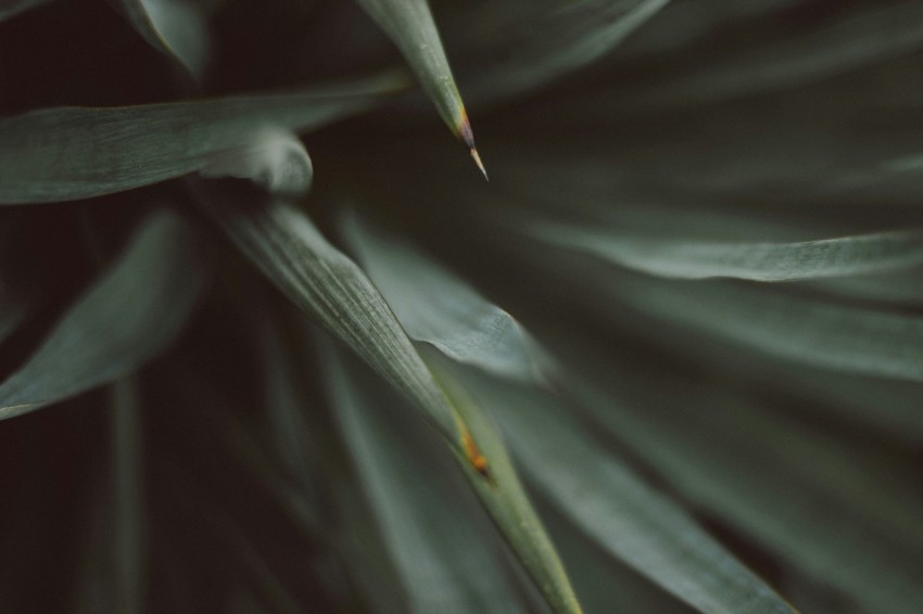 white and green plant in close up photography