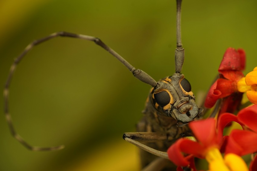 brown and black insect in macro lens photography