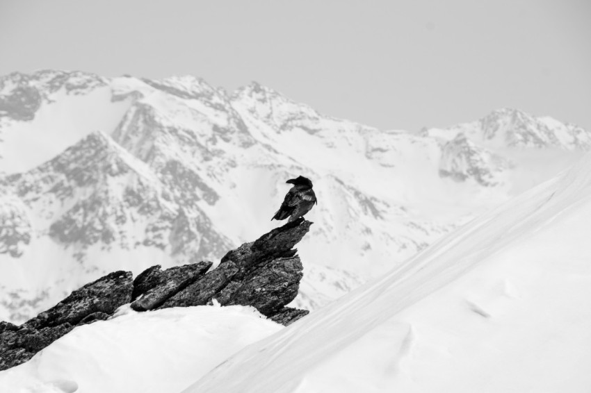 bird perched on mountain covered with snow QbR