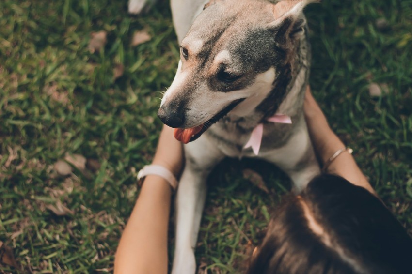 woman playing with the dog dTmaDl