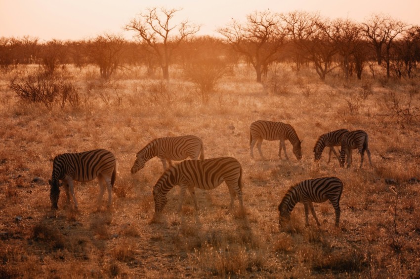 a group of zebras grazing in a field 2rAlnE