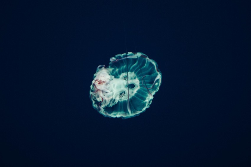 closeup photo of jellyfish nF