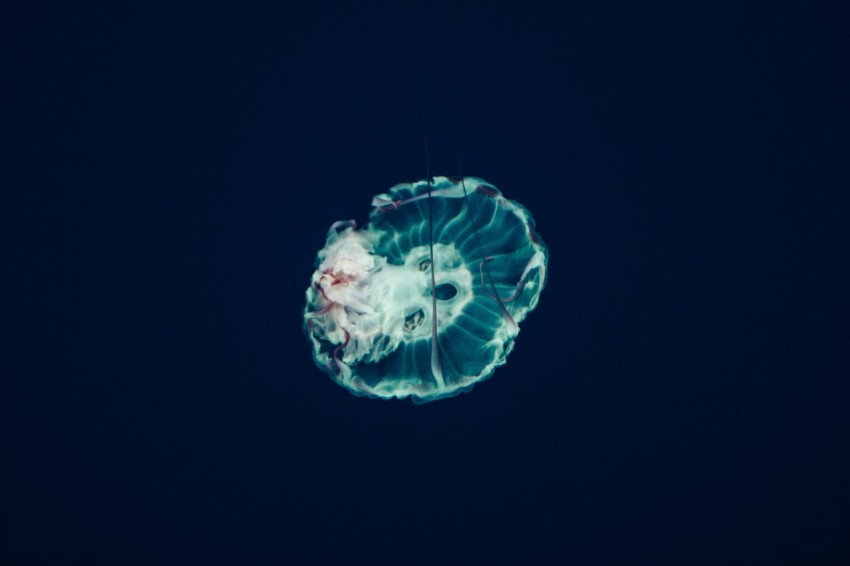 closeup photo of jellyfish nF