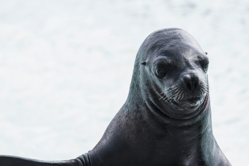 wildlife photography of sea lion