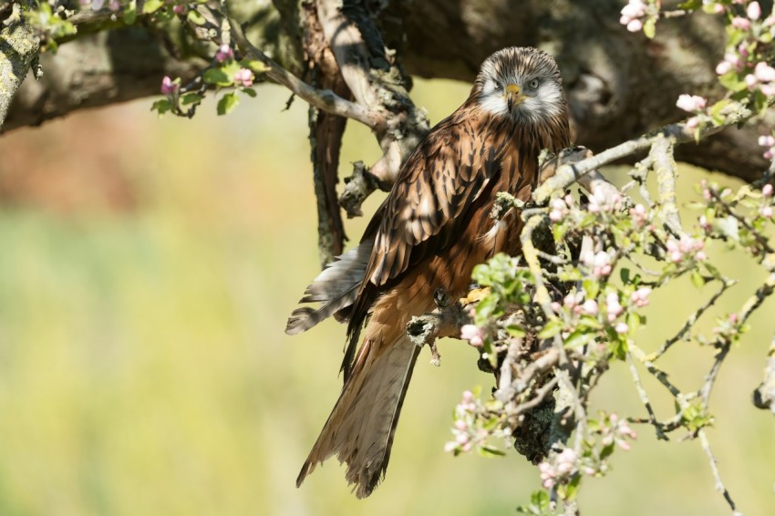 a bird perched on a branch of a tree