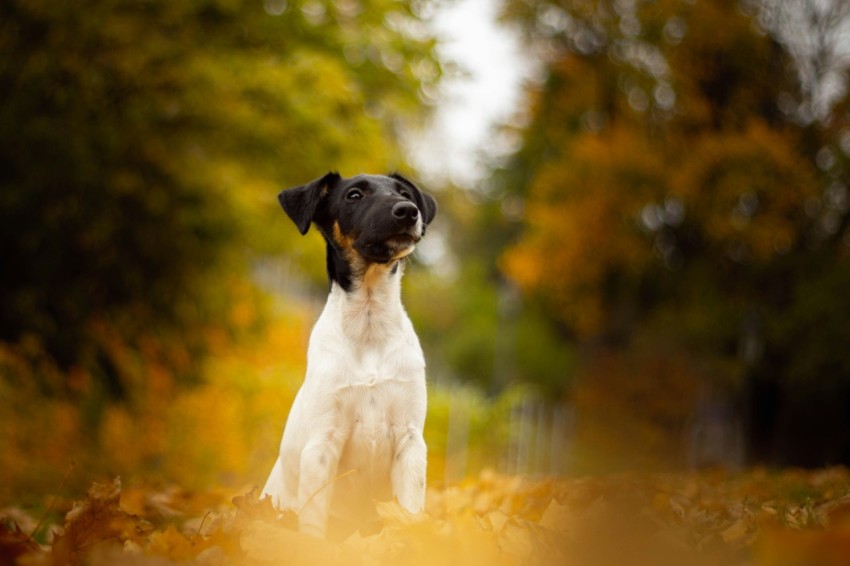 black and white dog sitting on grass