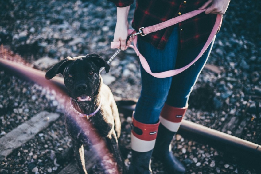 person holding short coat black dog