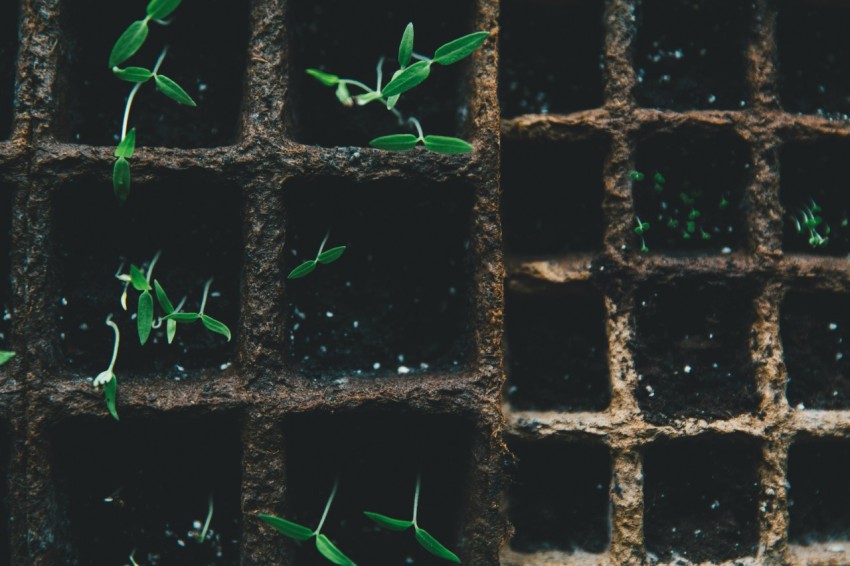 green leafed plants