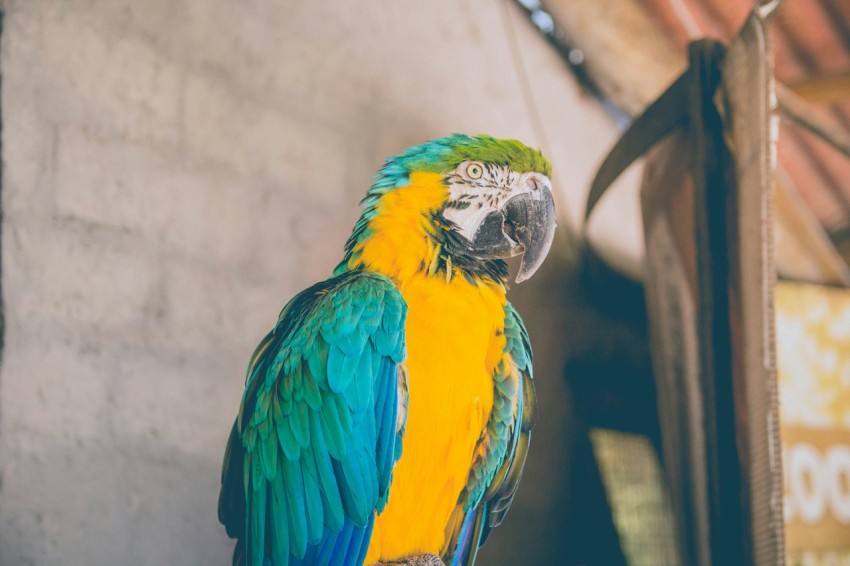 close up photo of blue macaw uj_8BMRq