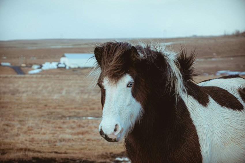 brown and white horse on brown sand during daytime