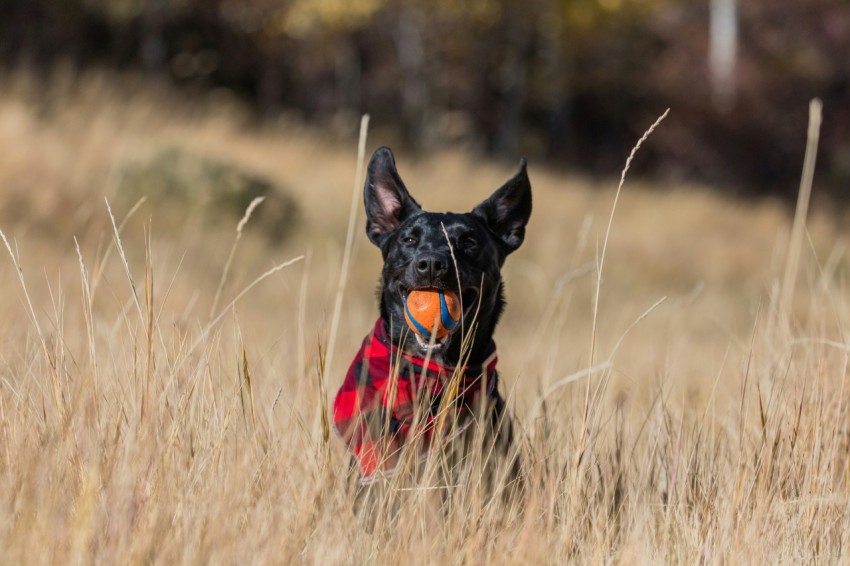 short coated black dog playing orange ball on grass field during daytime