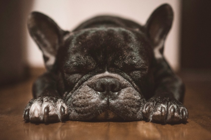 selective focus photography of black dog on floor