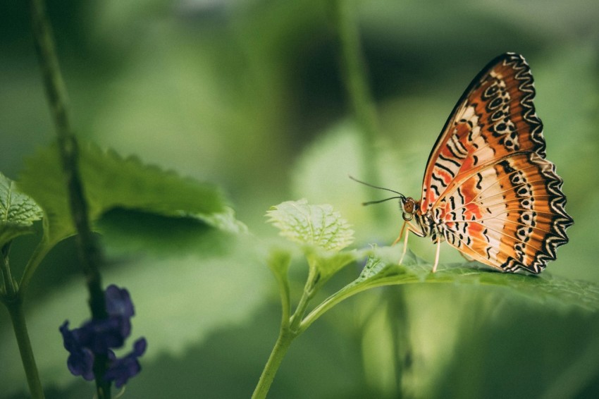 brown and orange butterfly on plant