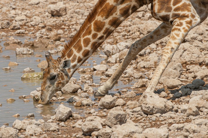 giraffe standing on brown soil during daytime