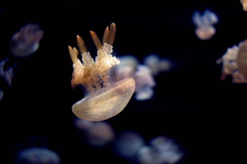 white jellyfish underwater MYnhW