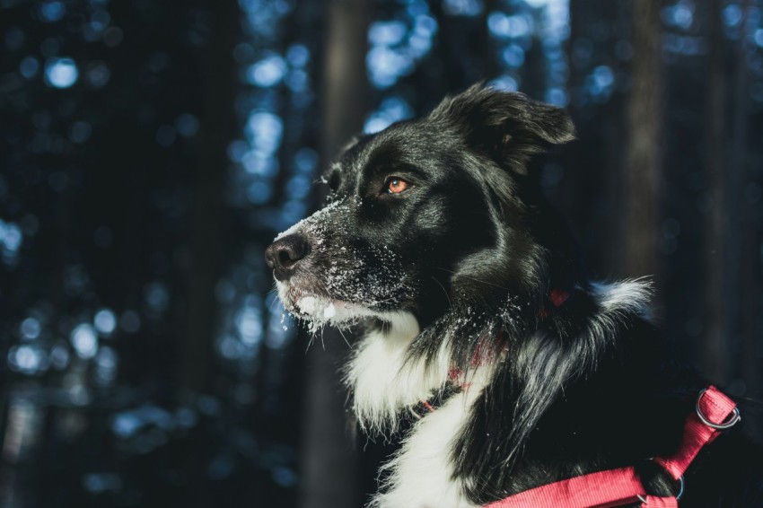 closeup photography of dog