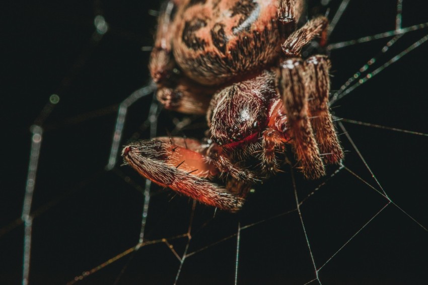 macro photography of orange barn spider on web