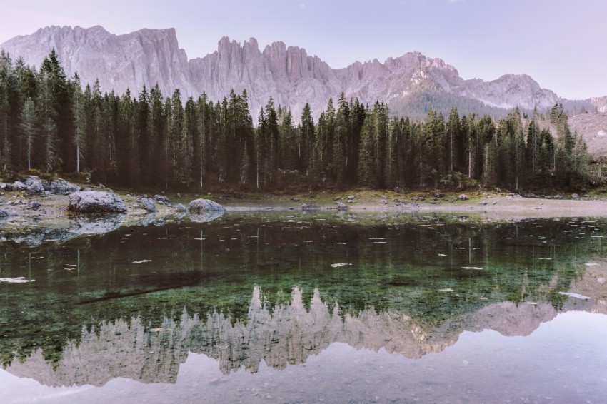 green pine trees beside lake during daytime