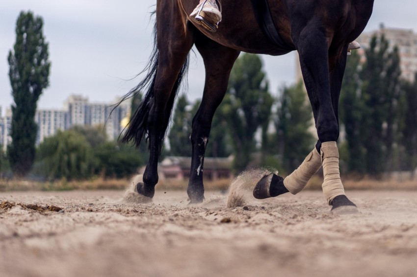 brown horse running on brown sand during daytime