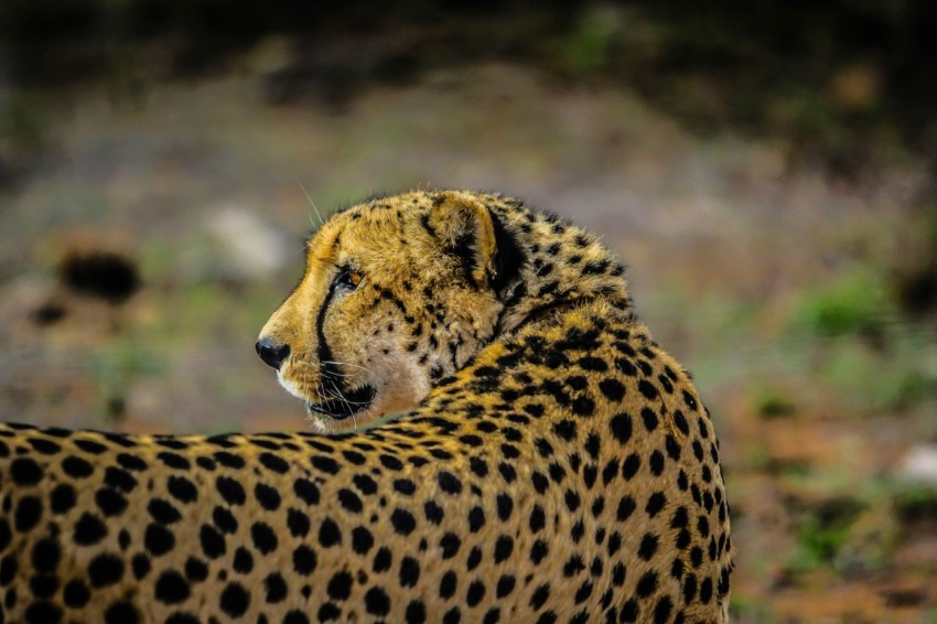 dept of field photography of cheetah  sCzwQ6D1