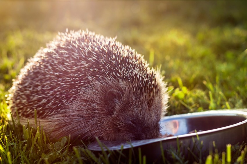 selective focus photography of hedgehog eating on green grass field