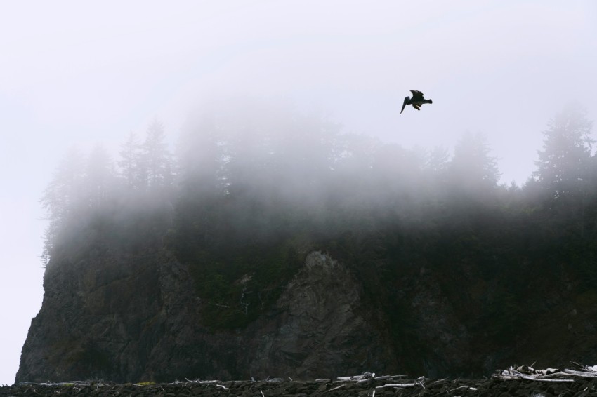 a bird flying over a mountain covered in fog