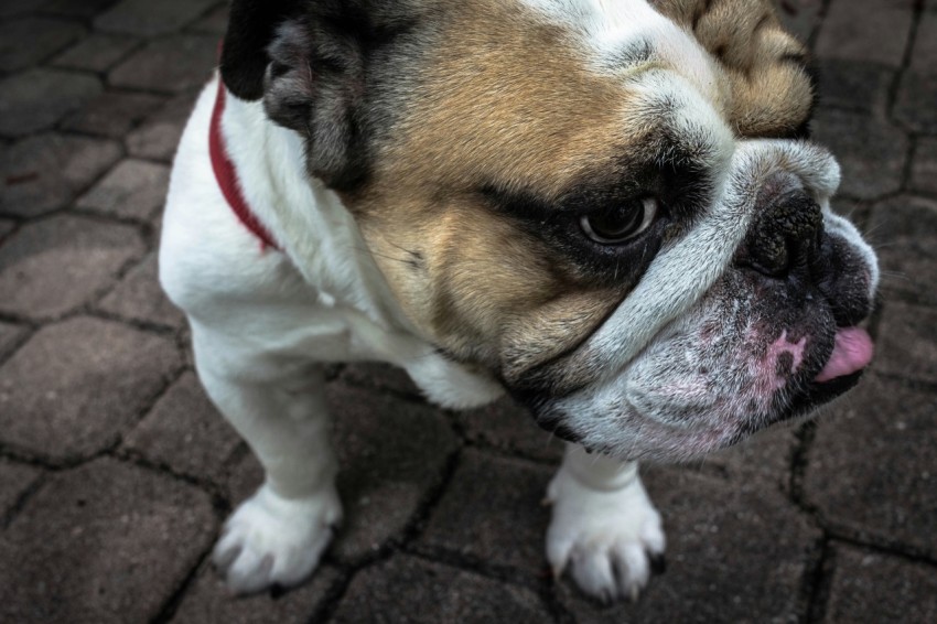 photo of adult small size short coated white and tan dog