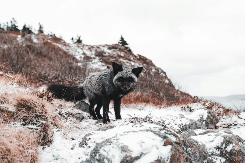 a gray wolf standing on top of a snow covered hillside