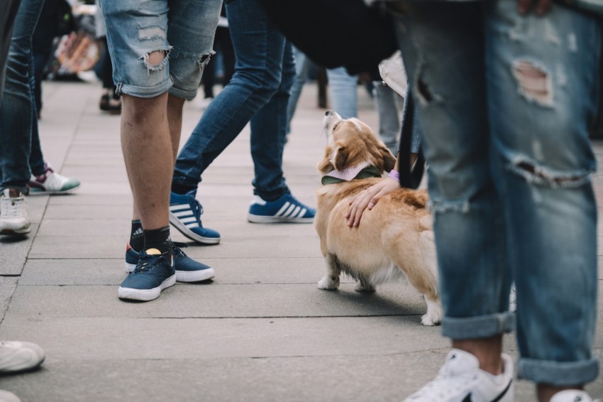 person in blue denim jeans and blue nike sneakers walking with brown and white short coated