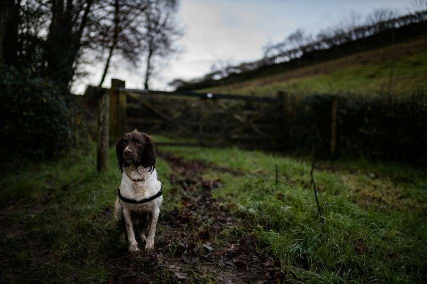 brown and white short coated dog on green grass field during daytime 9Trru71n