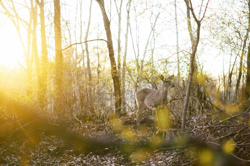 brown deer on forest during daytime