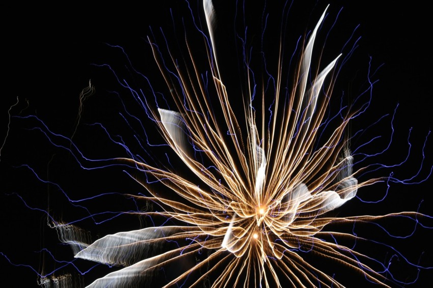 a close up of a flower on a black background