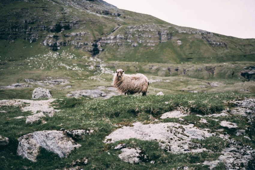 white sheep on green field