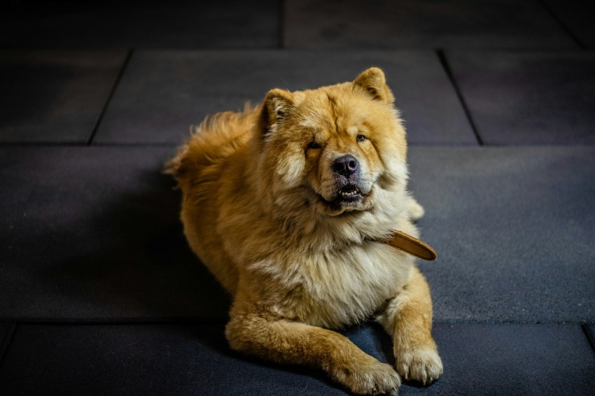 brown and white long coated dog