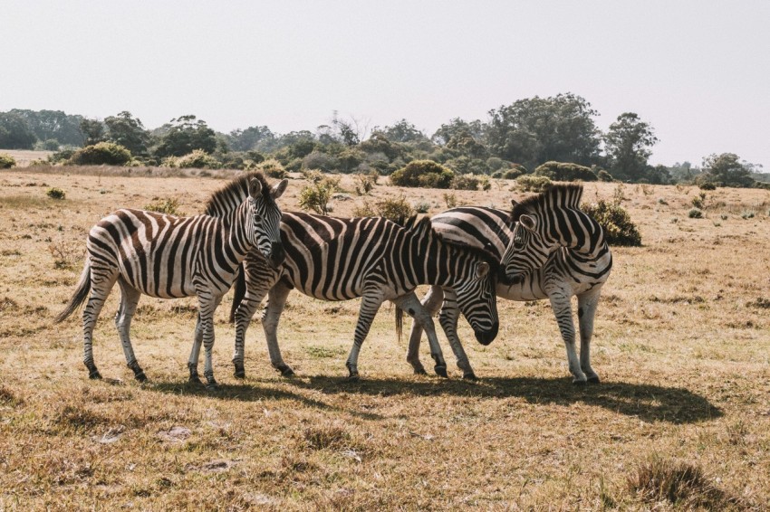 herd of zebra on field at daytime w