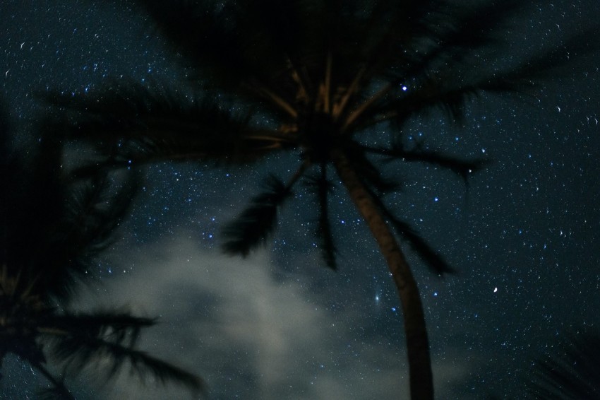 worms eye view photography of coconut tree and stars