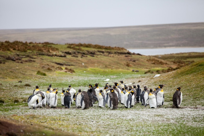 group of penguins