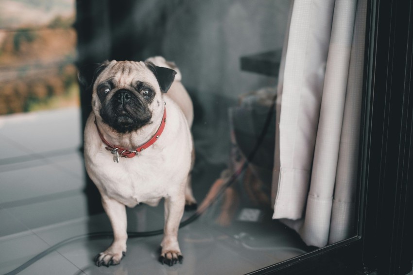 fawn pug standing on floor