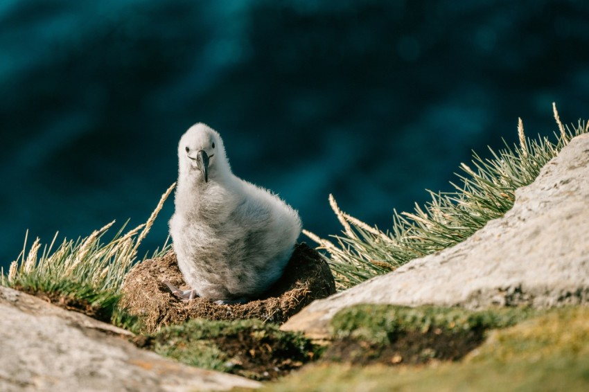 white bird on gray rock IGyU