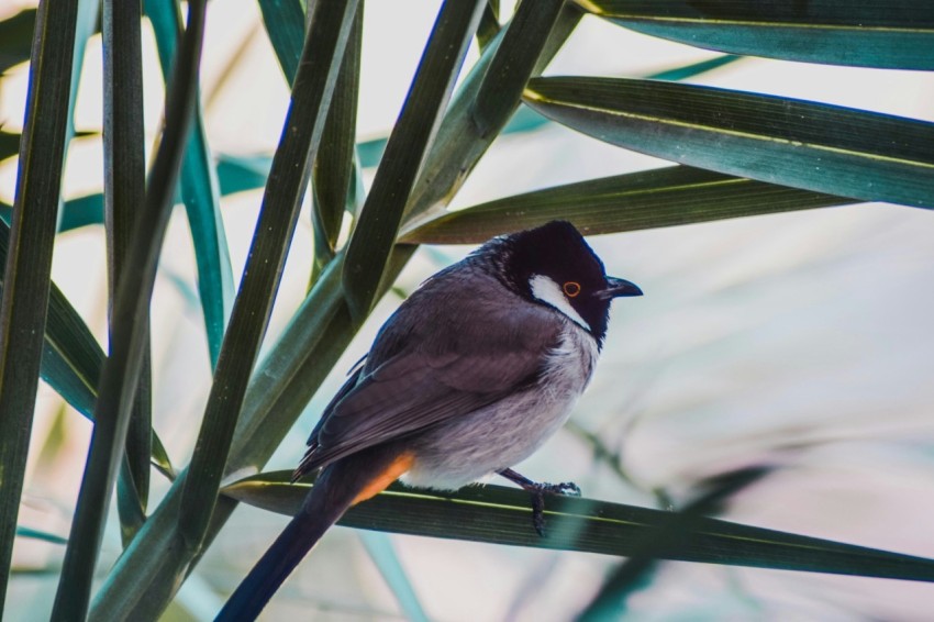 short beaked grey and black bird perched on green leafed plant 1dt4bU