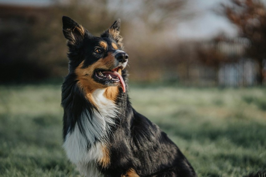 long coated black and brown dog on green grass field