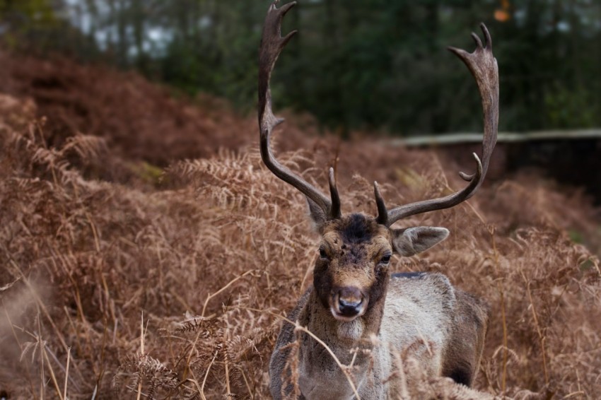 buck surrounded by brown plants