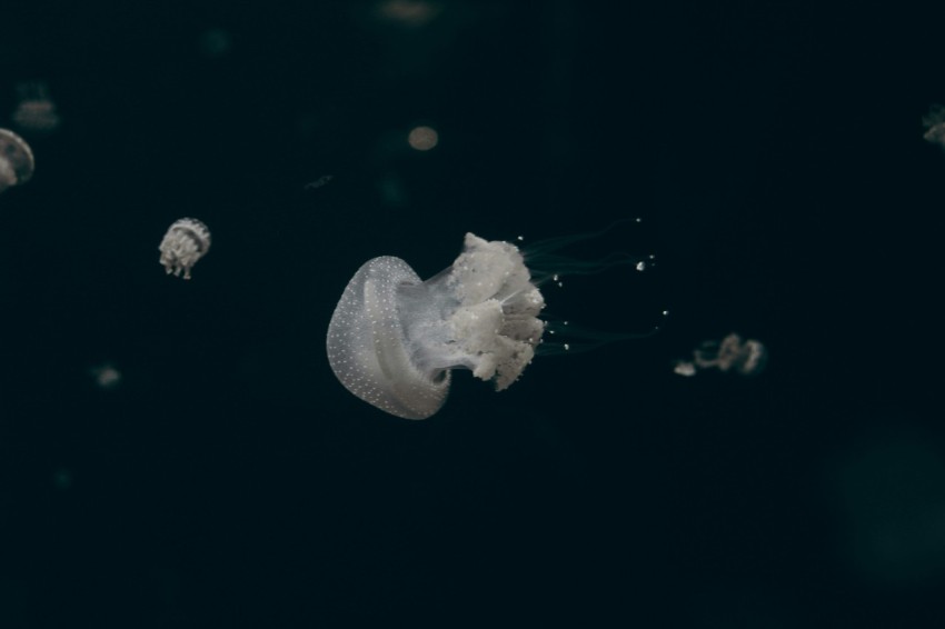 white jelly fish