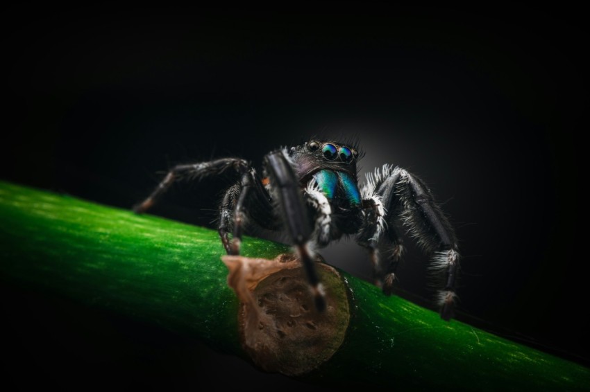 black and green spider on green leaf