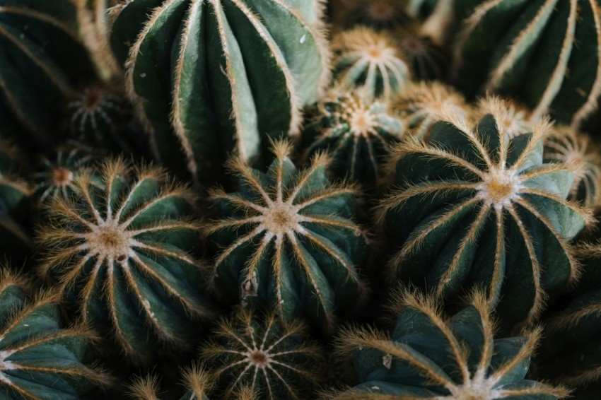 green and brown plant during daytime