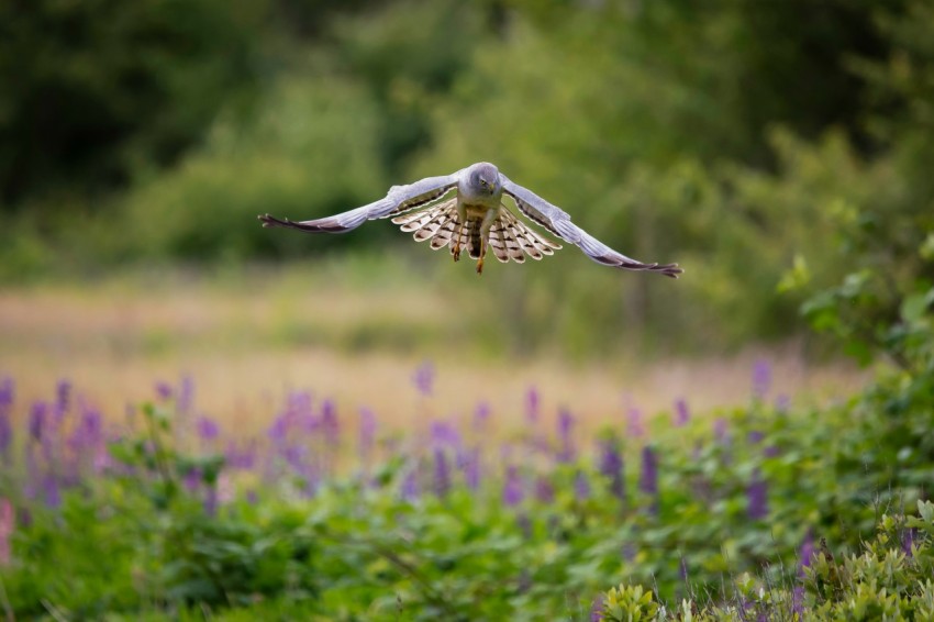 white and brown bird flying during daytime