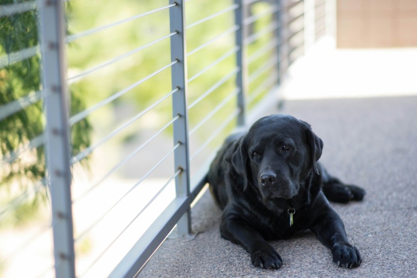 adult black labrador retriever lying on concrete floor near gray metal handrail